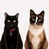 purrrfecthauls
